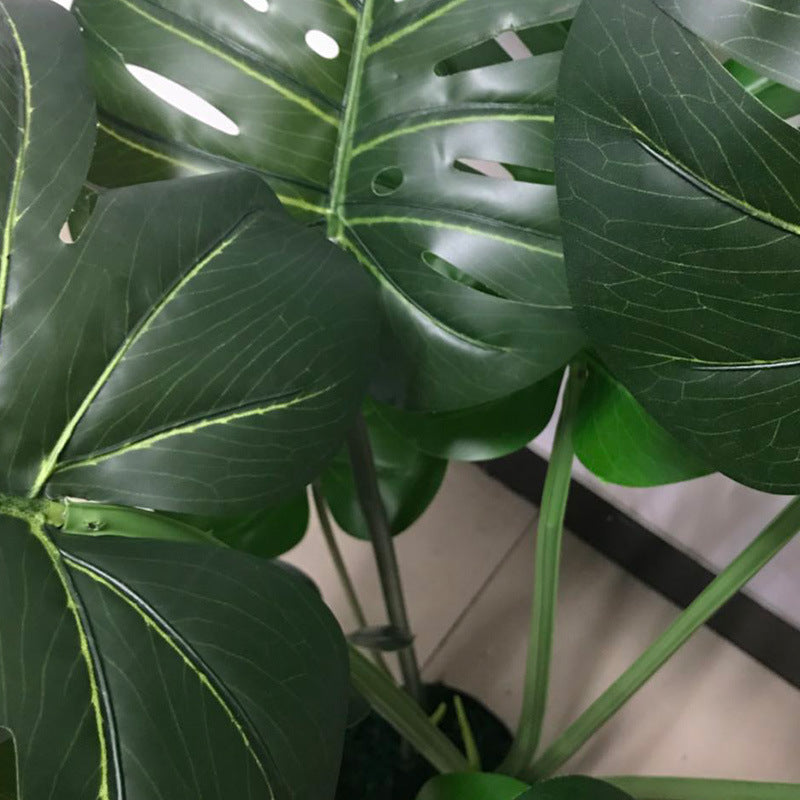 Realistic Green Plant, Monstera Potted