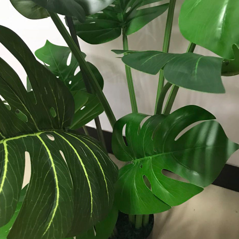 Realistic Green Plant, Monstera Potted